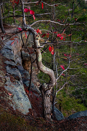 Beauty Mountain Crooked Tree