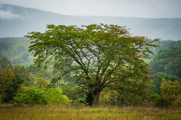 Wild Tree