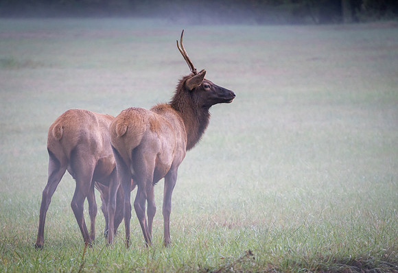 Young Bull Elk