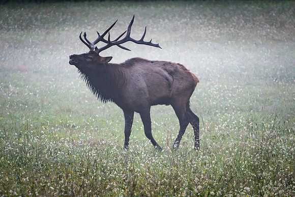 Bull Elk