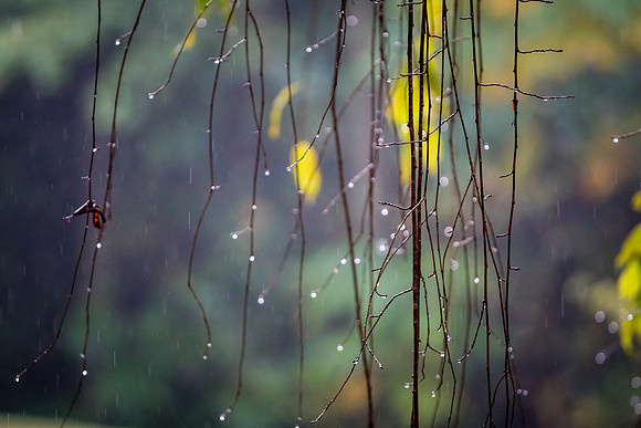 Weeping Willow