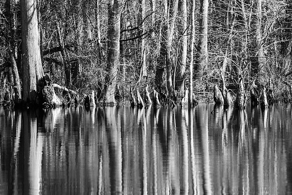 Lumbar River Reflection