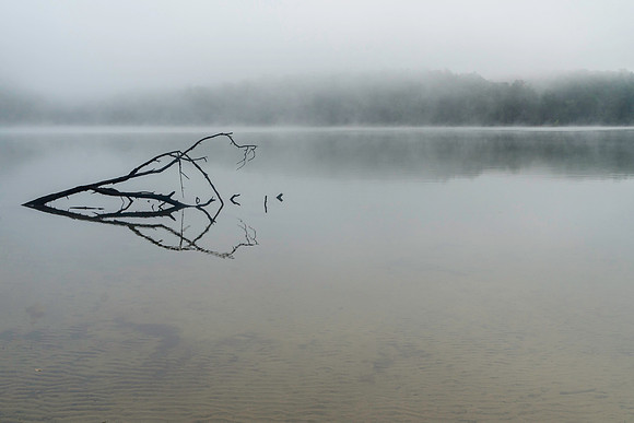 Foggy Morning