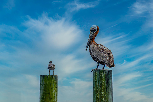 Pelican and Seagul
