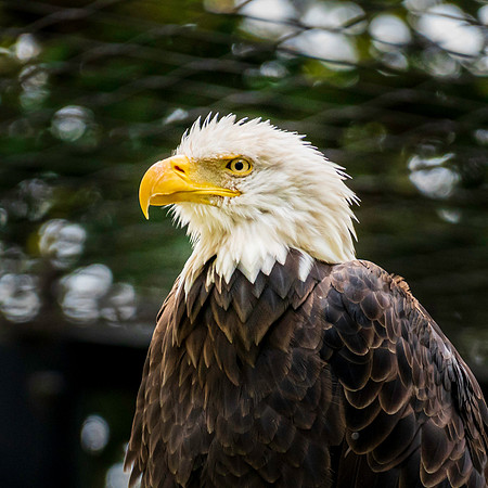 Eagle