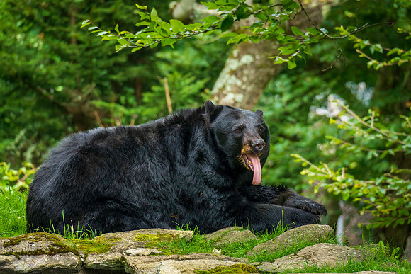 Bear Tongue