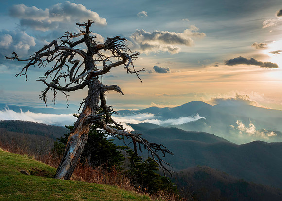 Blue Ridge Tree