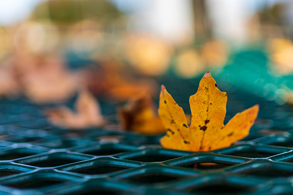Leaf
