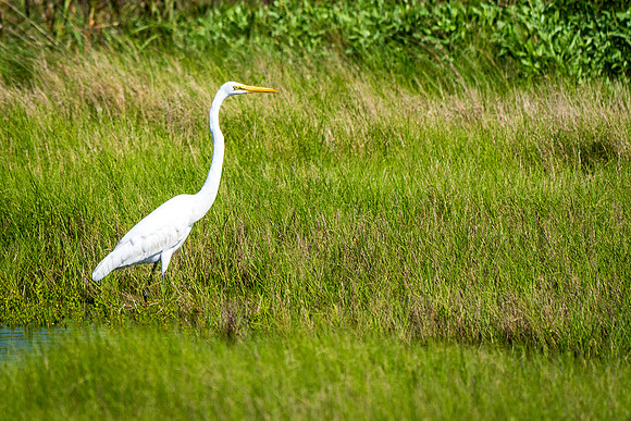 Egret