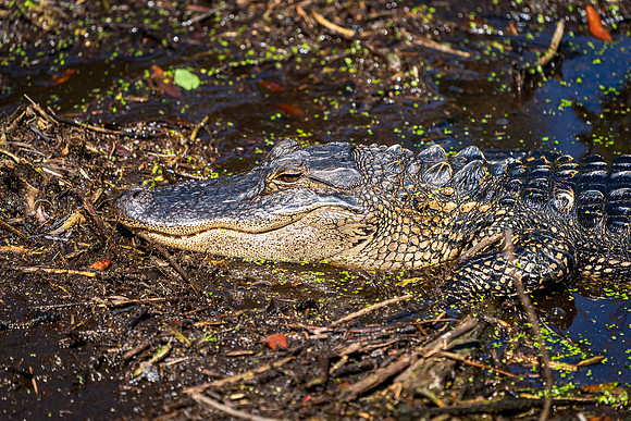 Smile , Alligator