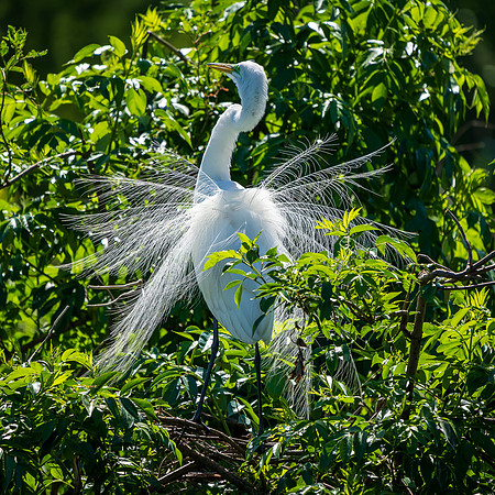 Snowy Egret