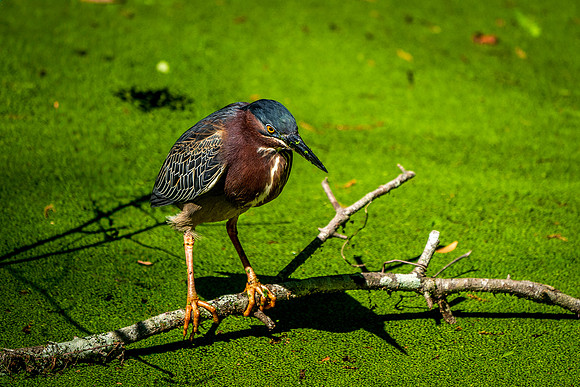 Green Heron