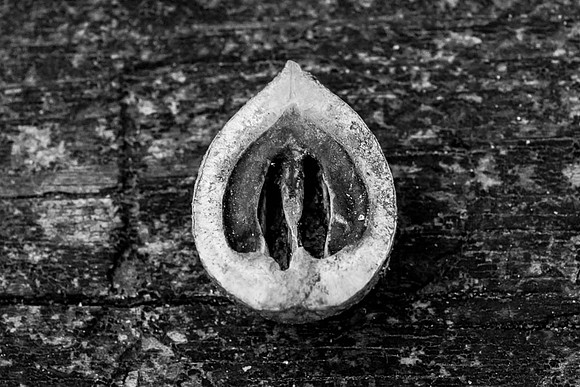 Autumn Nut