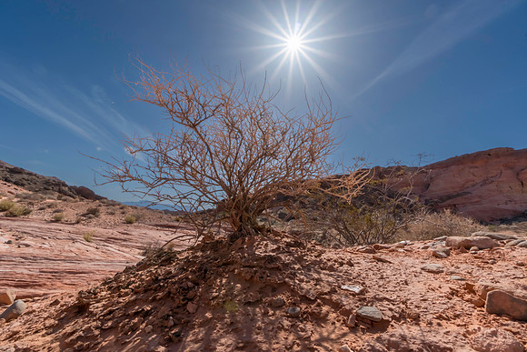 Fire Bush