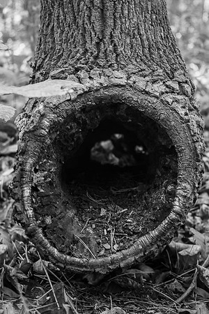 Tree Hole