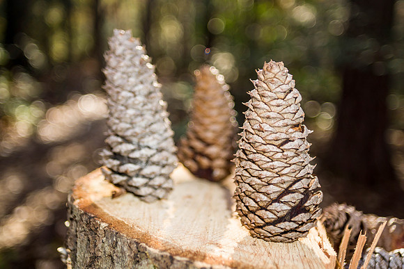 Pine Cones