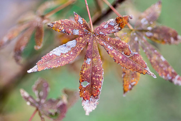 Fall Leaf