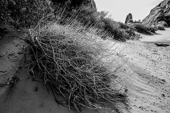 Tumble Weed