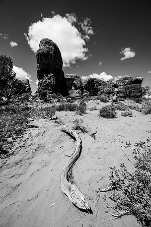 Wood Snake