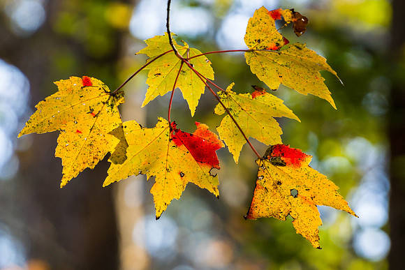 Maple Leaves
