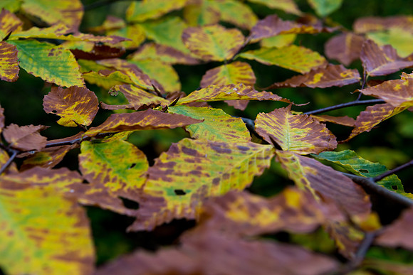 Fall Leaves
