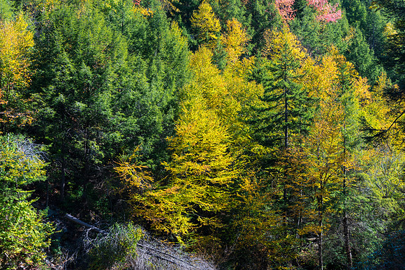Autumn Trees