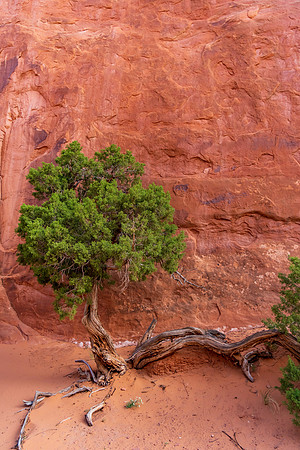 Canyon Bush