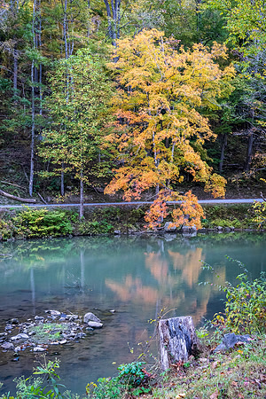 Hawks Nest Tree WV