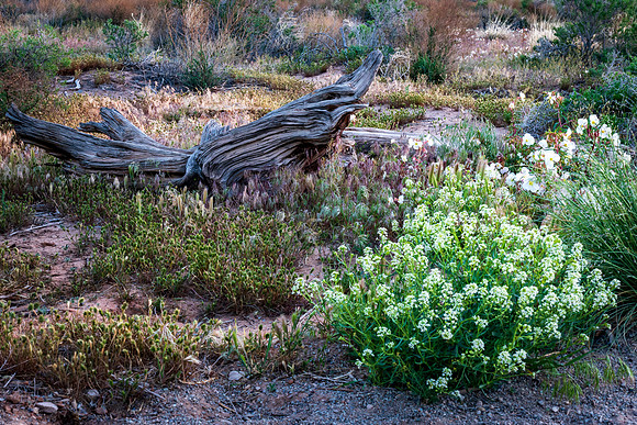 Flowers and Wood